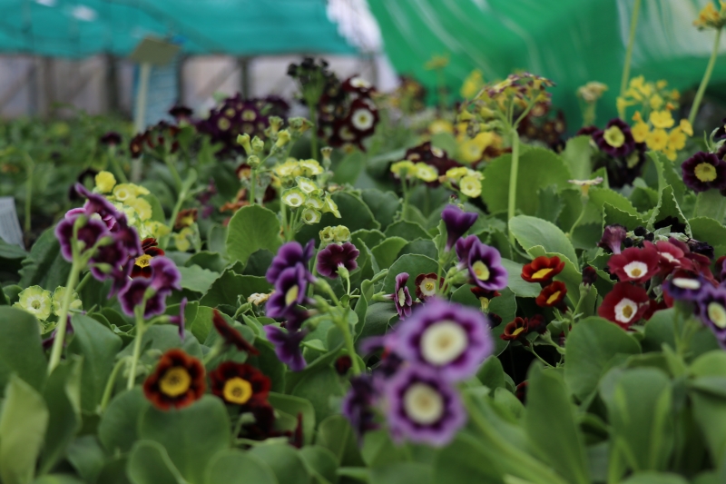 Hill View Hardy Plants